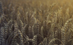 La FAO au secours de l’Ukraine face au déficit de stockage de céréales