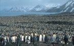 Fonte des glaces, un tiers des manchots empereurs d’Antarctique en danger