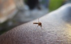 Paludisme : la chute de la population de grenouilles inquiète