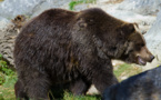 Ségolène Royal défavorable à la réintroduction d'ours dans les Pyrénées