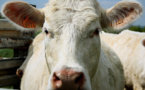 L’impact de la viande bovine sur l’environnement