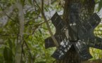 Recycler les smartphones peut aider à lutter contre la déforestation