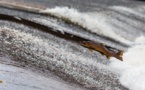 Le Canada abandonne le saumon génétiquement modifié