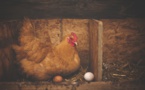 Poules et poulets : l’Autorité européenne se prononce pour des alternatives aux cages