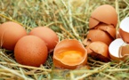 ​Poulaillers en région parisienne et pollution : inquiétudes sur la qualité des œufs