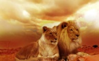 Une espèce de lions supposée « éteinte » observée au Tchad