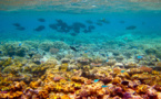 « La Grande Barrière de corail, un futur dépotoir ? » s’interroge le WWF