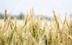 ​L’Europe s’implique pour faciliter les exports de céréales de l’Ukraine