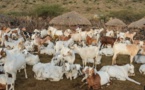 ​Le pastoralisme est notre avenir