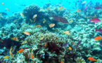 Grande barrière de corail, l’Unesco maintient la pression sur l’Australie