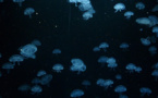 ​Pollution de l’eau, les méduses à la rescousse des océans