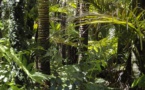 Forêts d'Amazonie : 20 ans pour reconstituer leur stock carbone