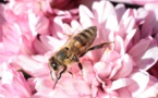 Climat : le butinage des abeilles se prolonge