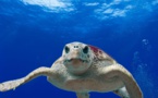 Sacs plastiques : les tortues marines menacées