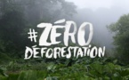 Déforestation, Greenpeace s’en prend au groupe Bolloré