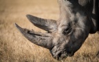 Afrique : le braconnage des rhinocéros en hausse