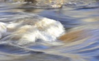 Une rivière bretonne polluée au beurre