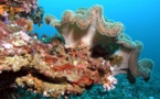 Australie : les particules de charbon étouffent les coraux