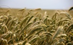 Nouveaux OGM : Greenpeace s’inquiète du flou gouvernemental