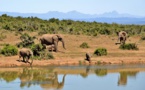 Danemark : un zoo veut relâcher ses éléphants pour protéger les écosystèmes