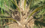 Les députés abandonnent la taxe sur l’huile de palme