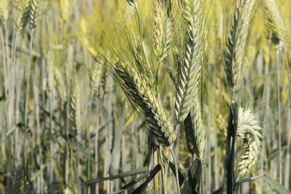 Un « tribunal citoyen » s’attaque à Monsanto