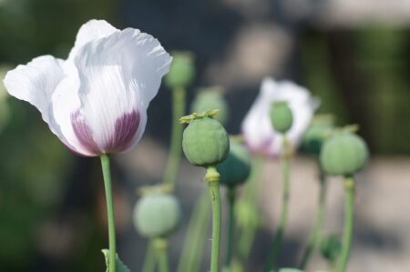 Le bon jardinier est celui qui sait se passer de pesticides