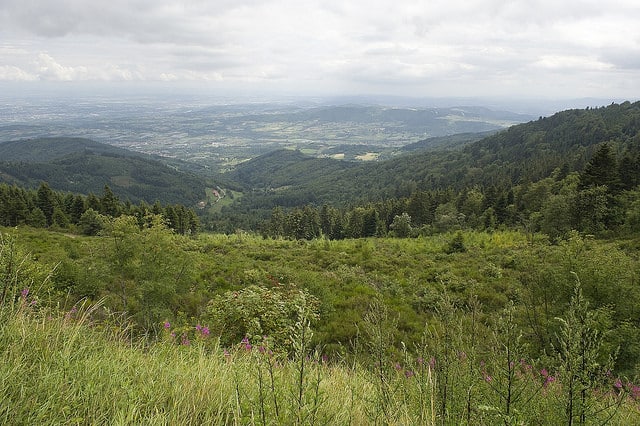 Des ONG demandent un « grand ministère de l’Environnement »