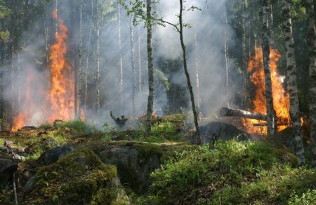 Incendies d'été : l'Office National des Forêts sur tous les fronts