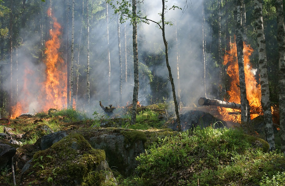 Incendies d'été : l'Office National des Forêts sur tous les fronts