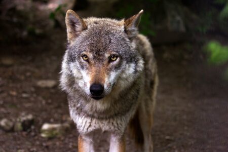 Selon France Nature Environnement, la France tue de plus en plus de loups