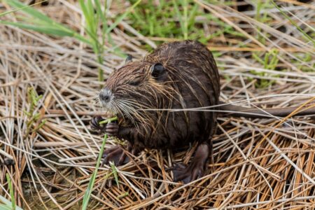 Le castor s'installe en Ile-de-France