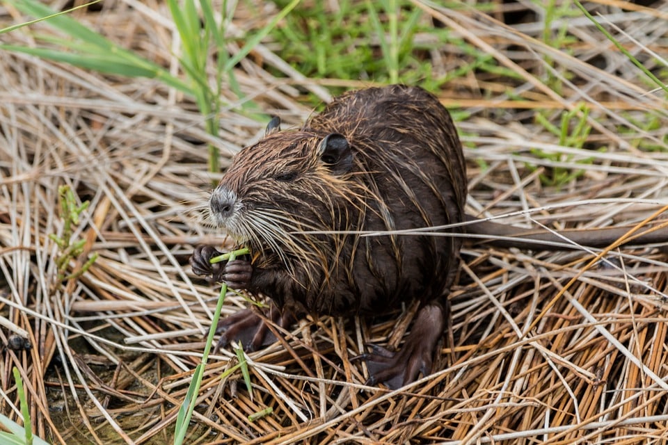 Le castor s'installe en Ile-de-France