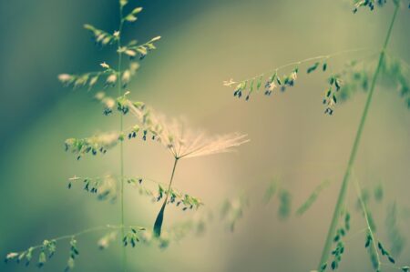 La France candidate pour le Congrès mondial de la nature