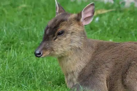 Val-de-Loire : le cerf muntjac, un cervidé exotique qui cherche à s'implanter
