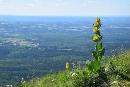Le Puy-de-Dôme facilite l'accès de ses sites naturels aux handicapés