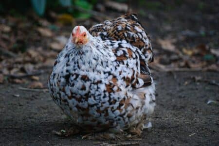 A Colmar, les poules réduisent les déchets !
