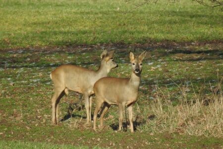 Un partenariat pour consolider la faune sauvage