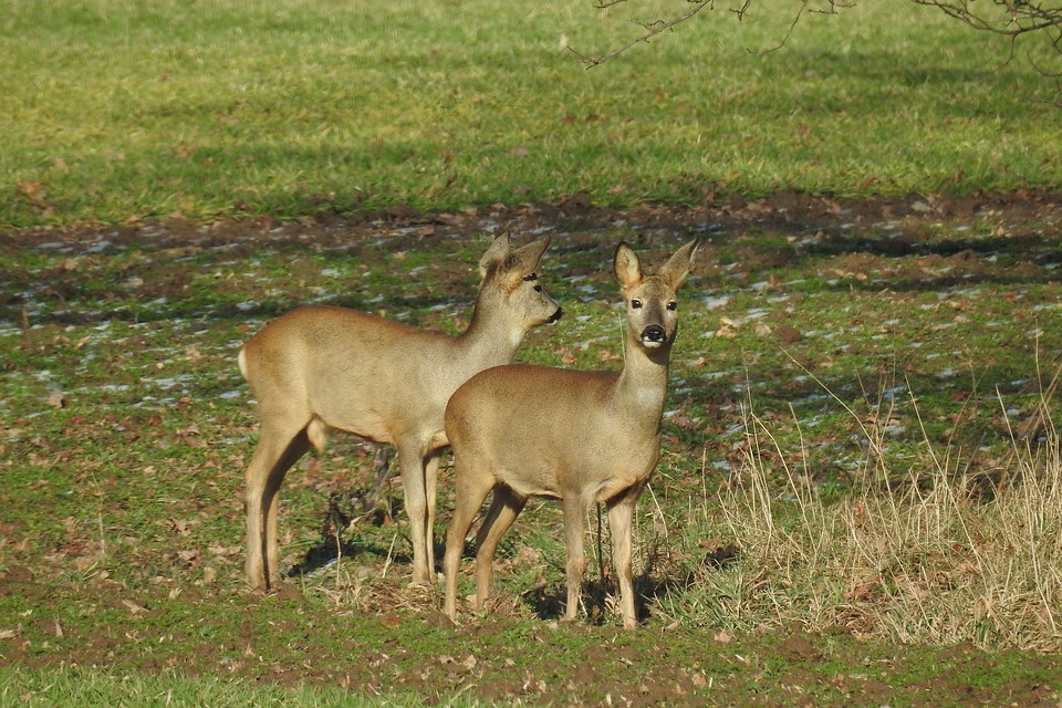 Un partenariat pour consolider la faune sauvage