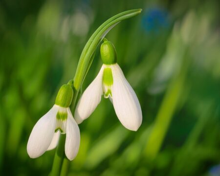 Paris se lance dans la végétalisation avec de nouvelles ventes de plantes