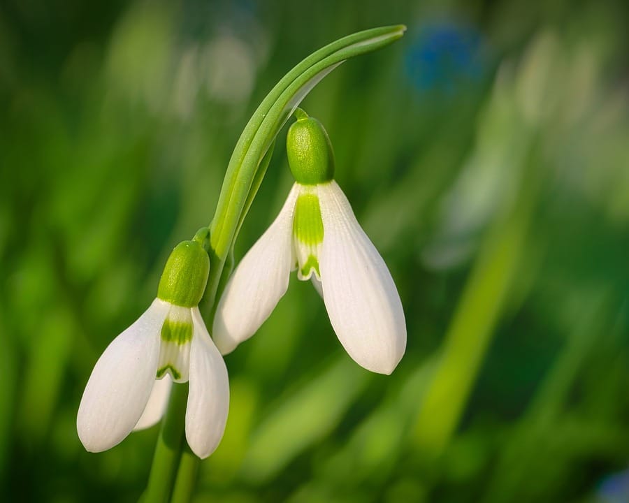 Paris se lance dans la végétalisation avec de nouvelles ventes de plantes