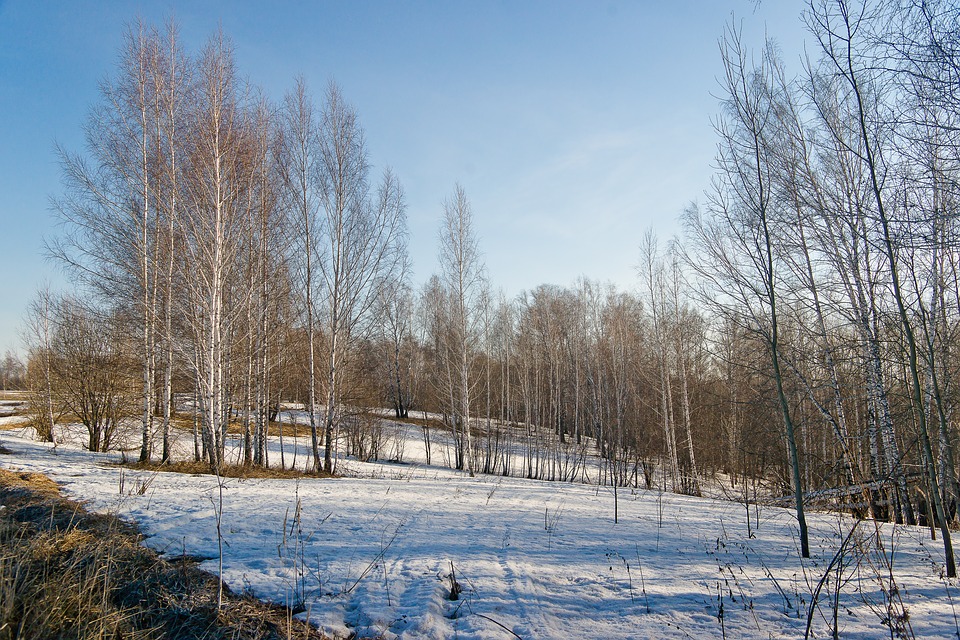 Greenpeace et WWF obtiennent la création d’une réserve naturelle en Russie