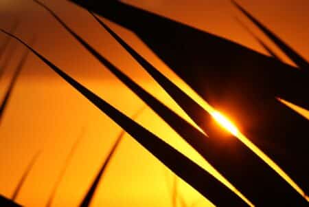 L’île de La Réunion avance vers une Agence régionale de la biodiversité