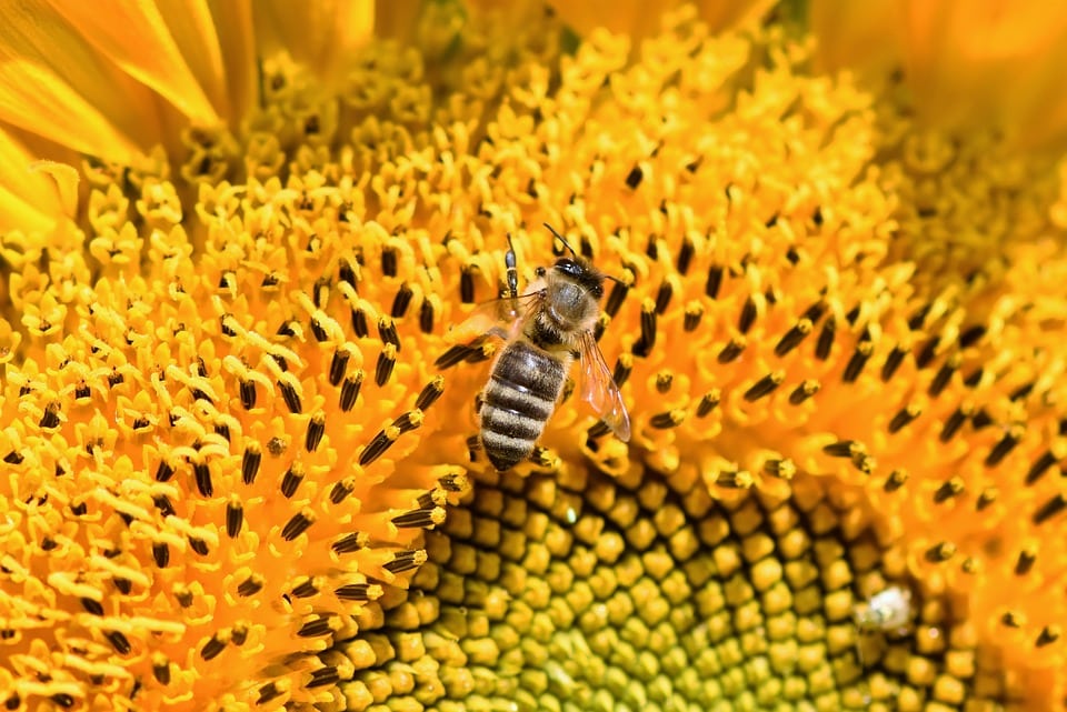 Abeilles : des fermes solaires pour les sauver