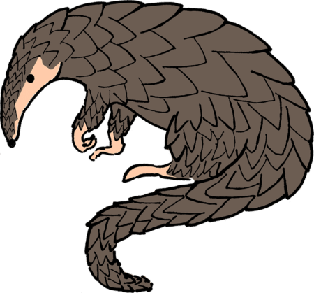 Le pangolin, mammifère le plus prisé du marché noir