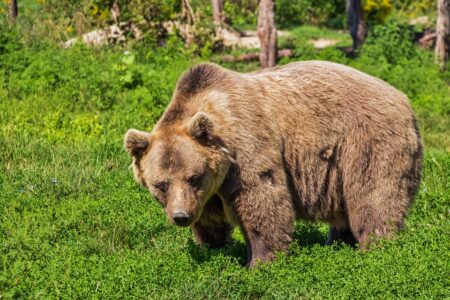 Une quarantaine d’ours comptabilisés dans les Pyrénées