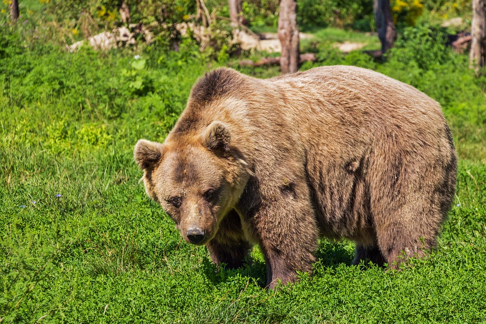 Une quarantaine d’ours comptabilisés dans les Pyrénées