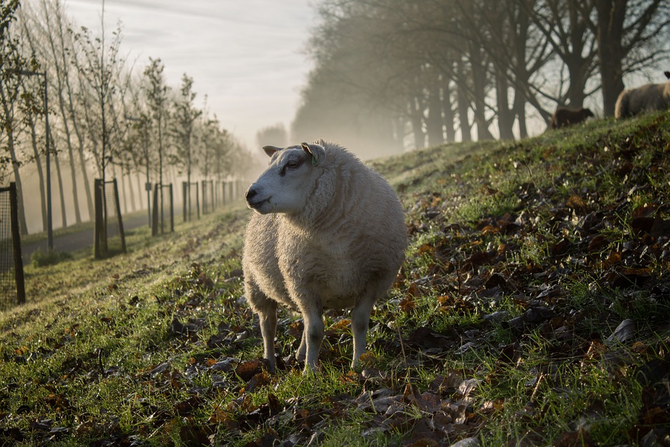 Des moutons pour entretenir la nature à Strasbourg