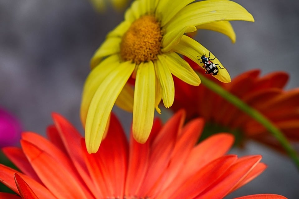G7 environnement ce que prévoit la Charte de Metz sur la biodiversité