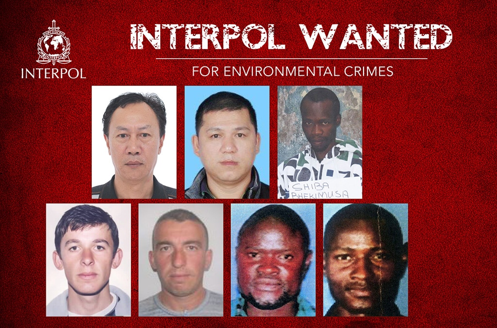 Interpol lance sa première traque de fugitifs pour crimes environnementaux